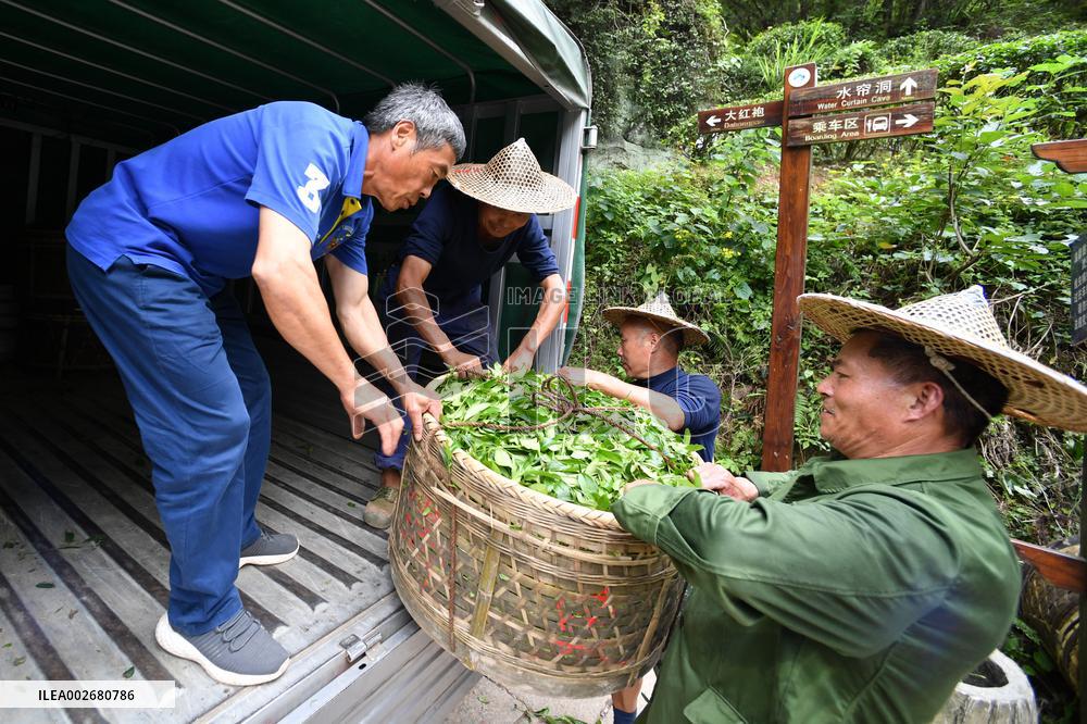 (FujianPano) CHINA-FUJIAN-TEA INDUSTRY (CN)
