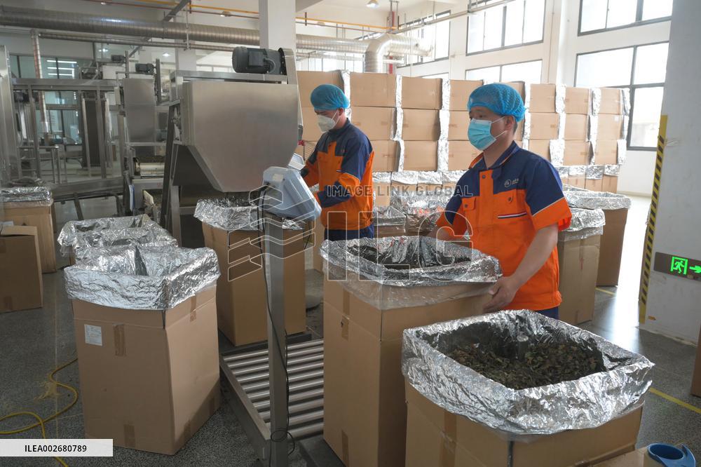 (FujianPano) CHINA-FUJIAN-TEA INDUSTRY (CN)