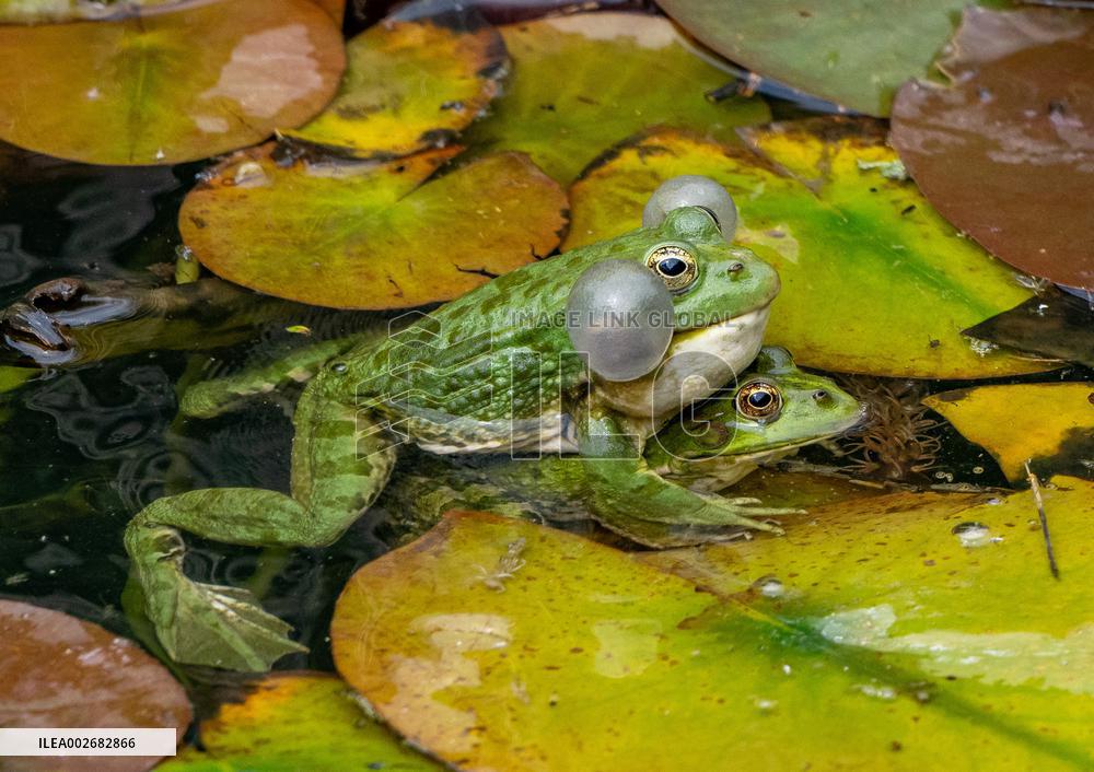Green Frog Breeding Season - Paris