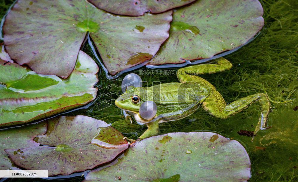 Green Frog Breeding Season - Paris