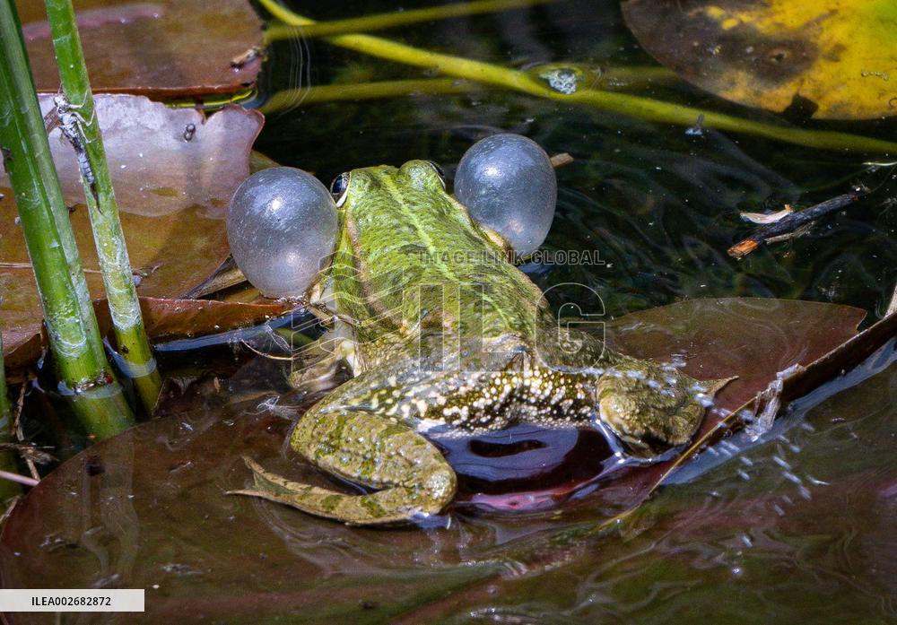 Green Frog Breeding Season - Paris