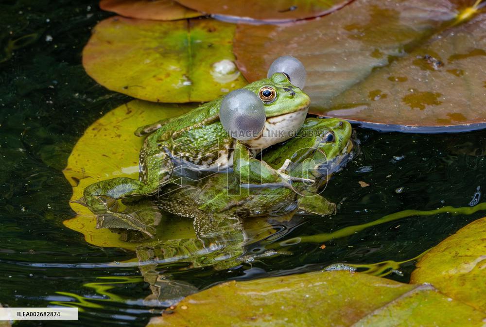 Green Frog Breeding Season - Paris