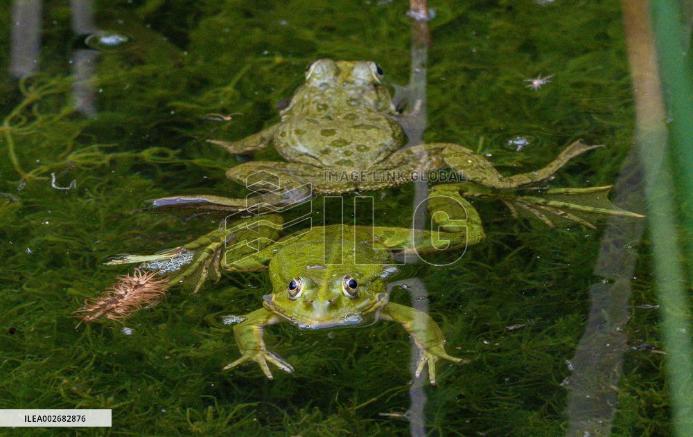 Green Frog Breeding Season - Paris