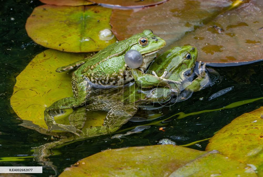 Green Frog Breeding Season - Paris