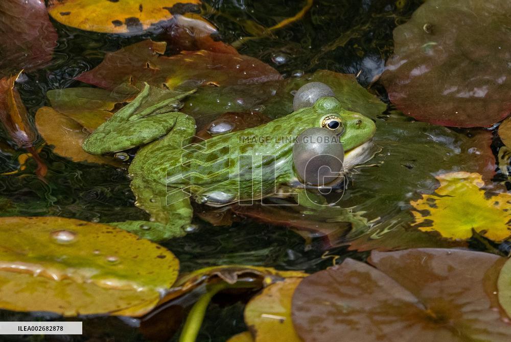 Green Frog Breeding Season - Paris