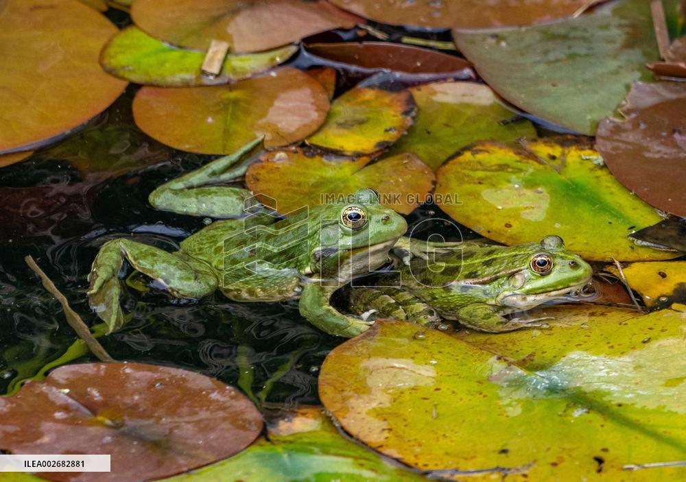 Green Frog Breeding Season - Paris