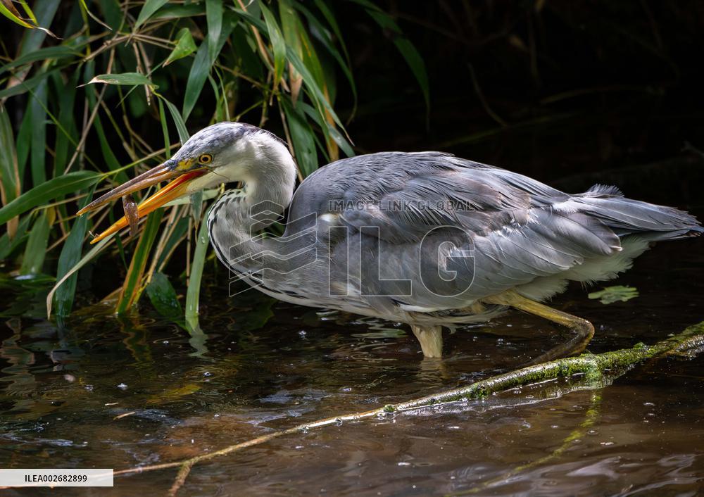 Grey Heron fishing in a pond in Bois de Vincennes - Paris