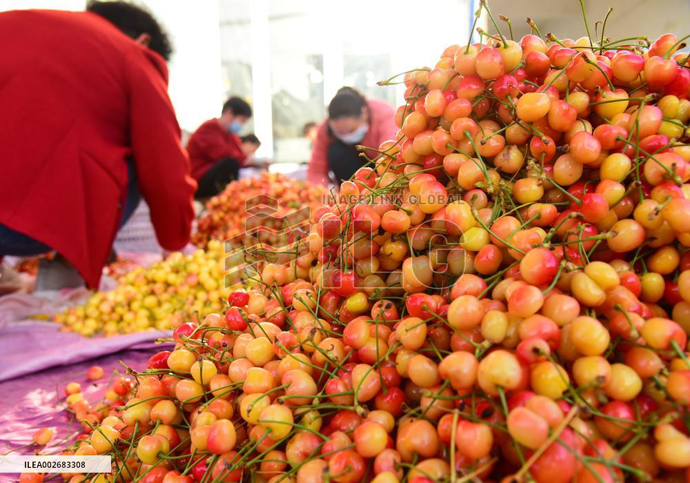 Cherries Harvest in Zaozhuang