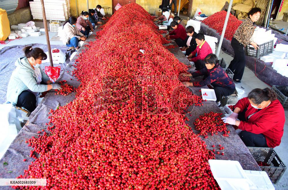 Cherries Harvest in Zaozhuang