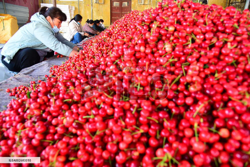 Cherries Harvest in Zaozhuang