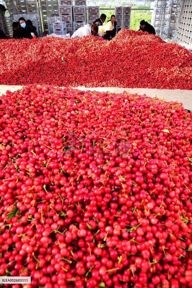 Cherries Harvest in Zaozhuang