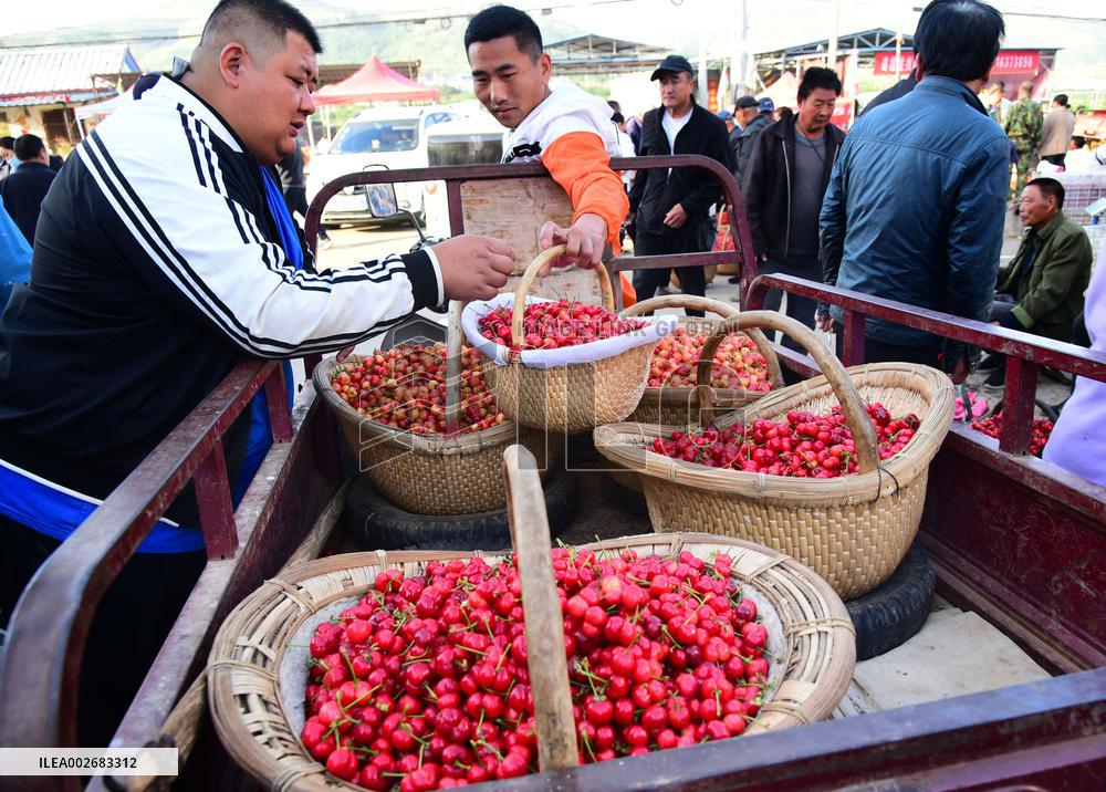 Cherries Harvest in Zaozhuang