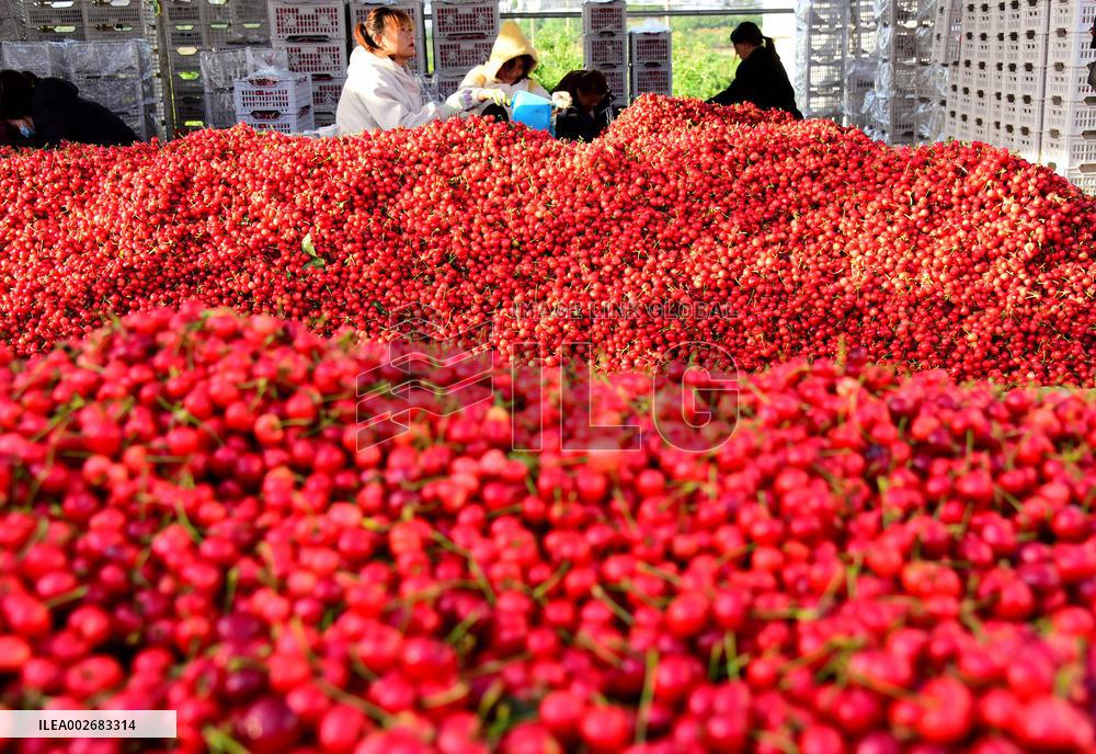 Cherries Harvest in Zaozhuang