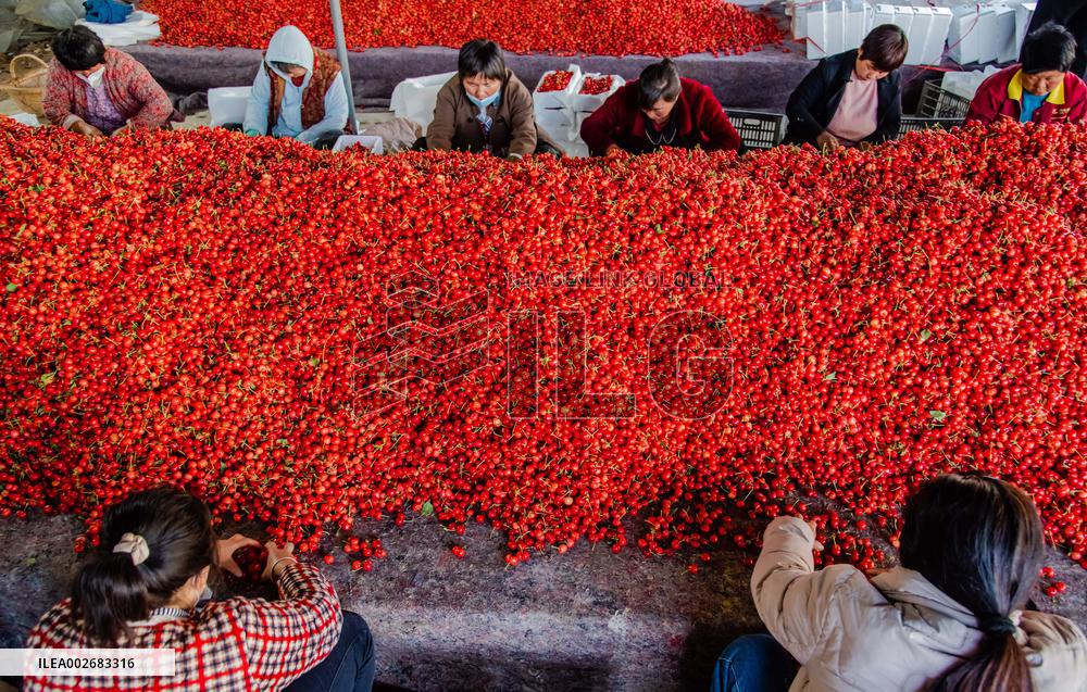 Cherries Harvest in Zaozhuang
