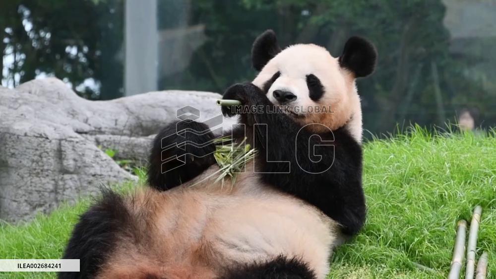 Giant panda Rauhin on Mother's Day