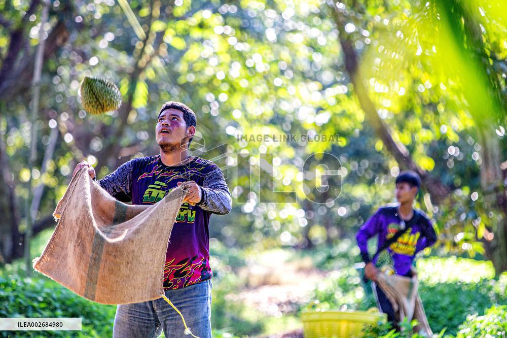 THAILAND-CHANTHABURI-DURIAN