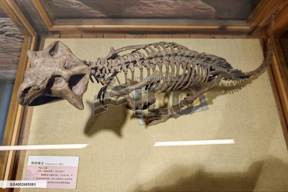 China Became The World's Largest Number of Dinosaur Species