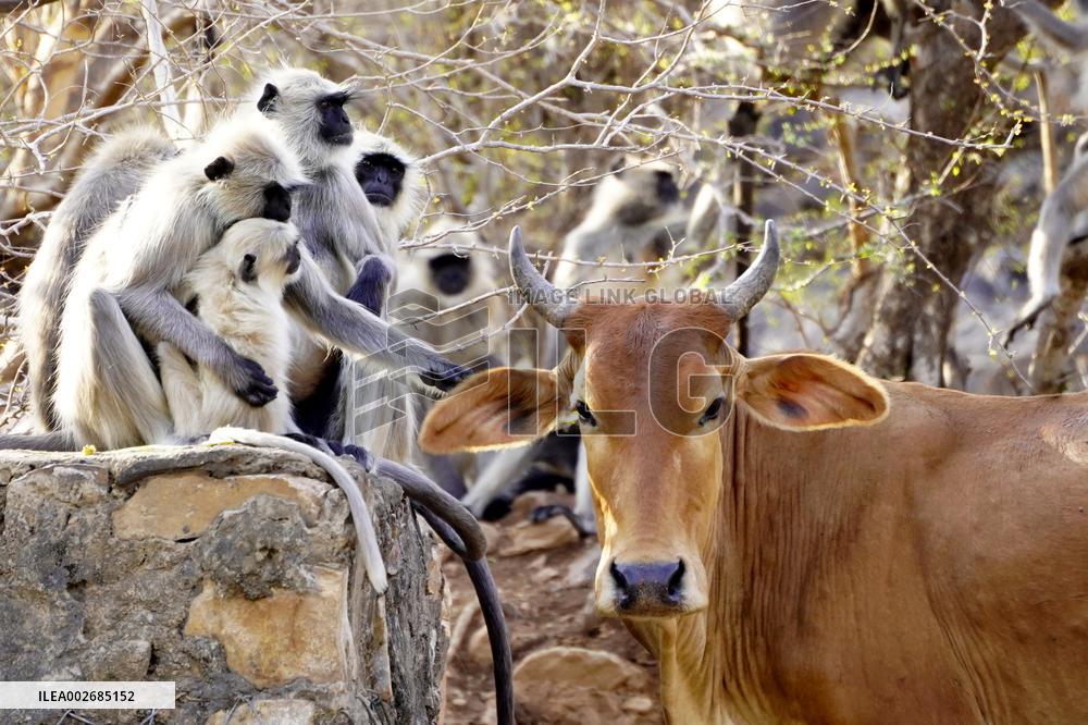 Cow Stands Near the Group of Langur Monkeys in Pushkar
