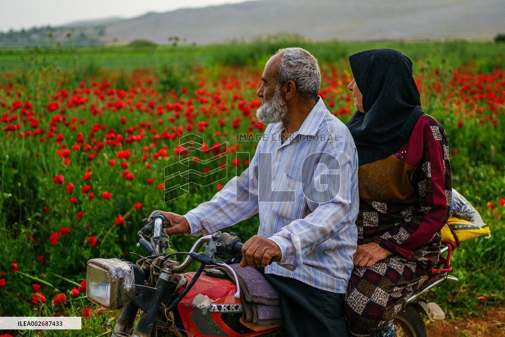 Daily Life In Al-Roj Plain - Syria
