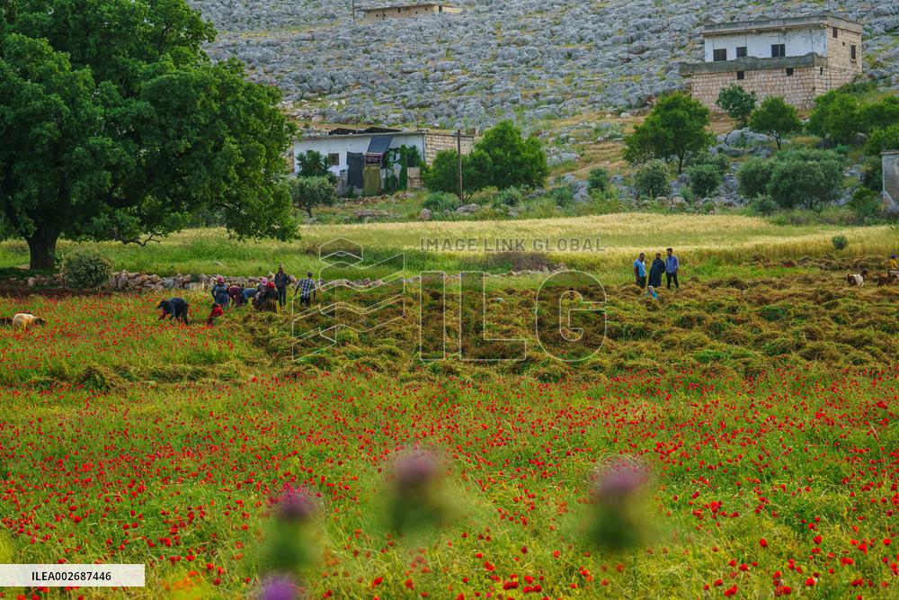 Daily Life In Al-Roj Plain - Syria