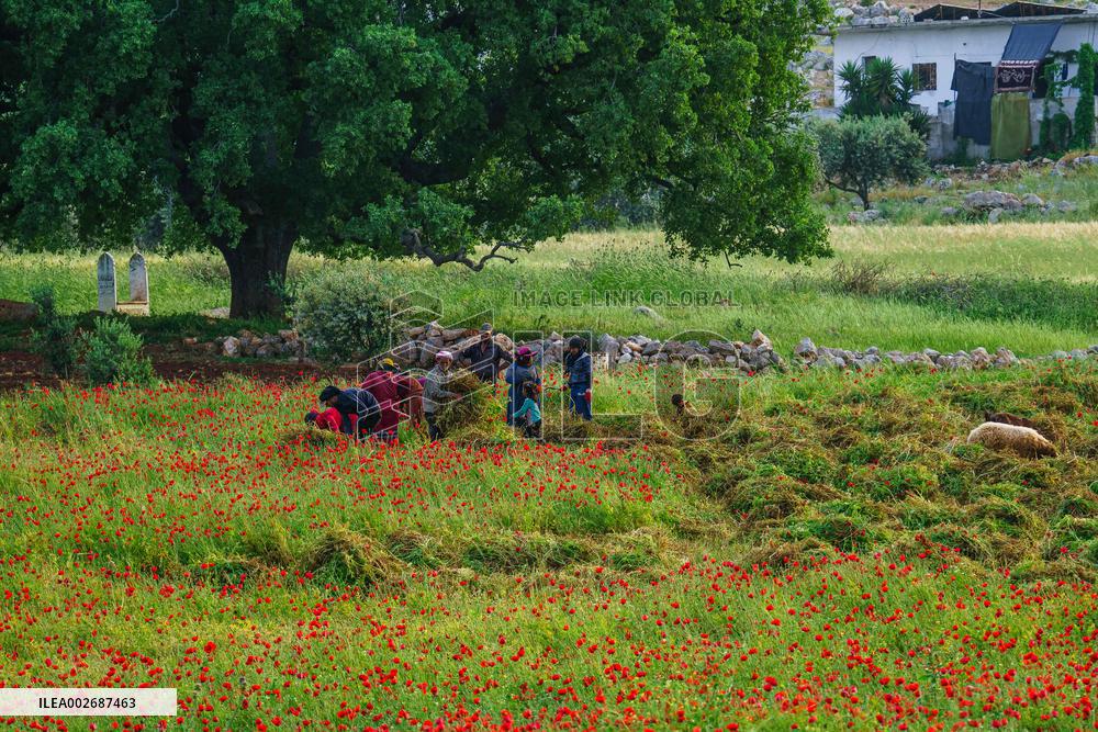 Daily Life In Al-Roj Plain - Syria