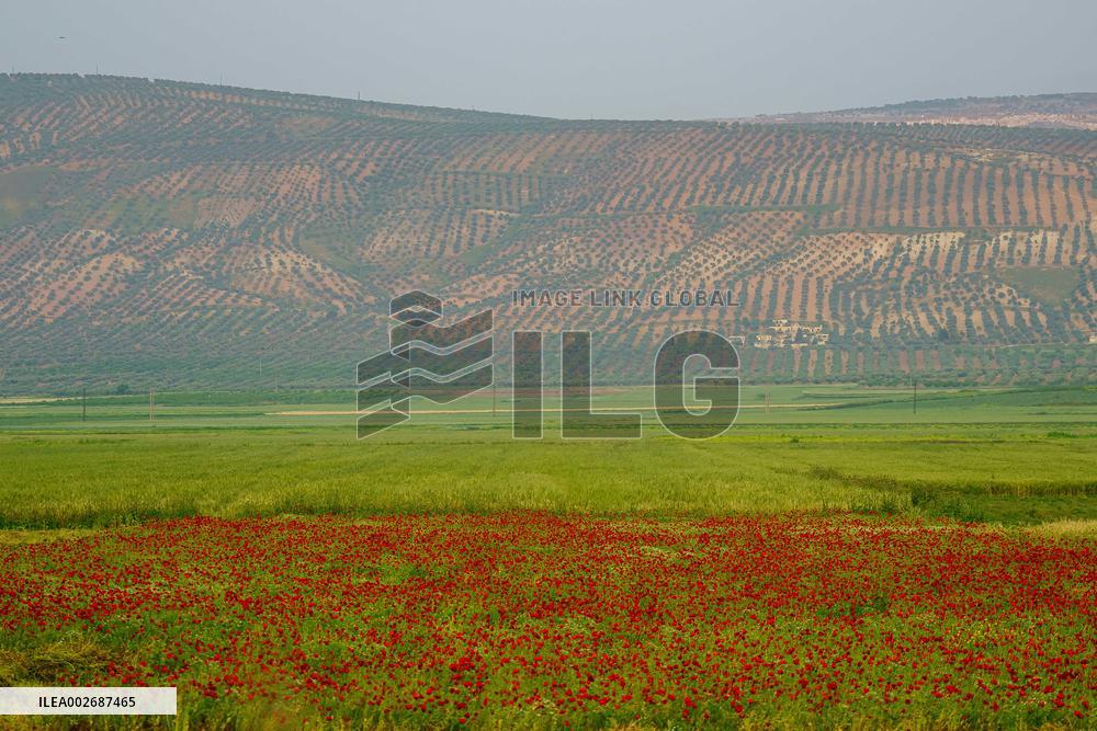 Daily Life In Al-Roj Plain - Syria