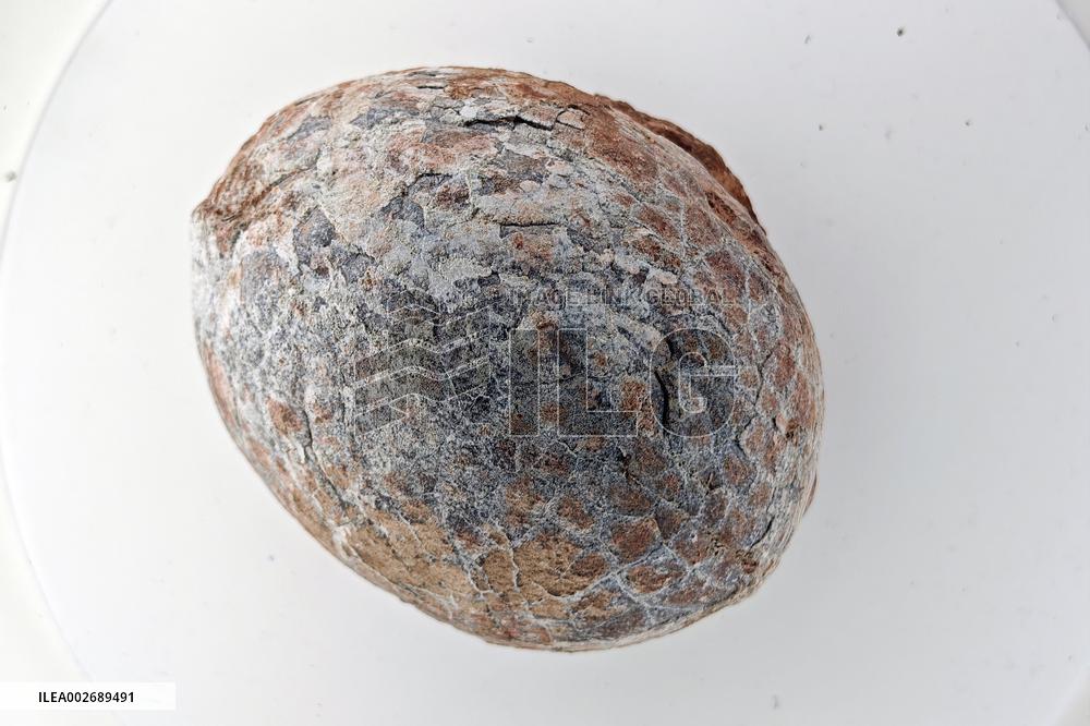 Scientists in China Discovered The Earliest Dinosaur Eggs