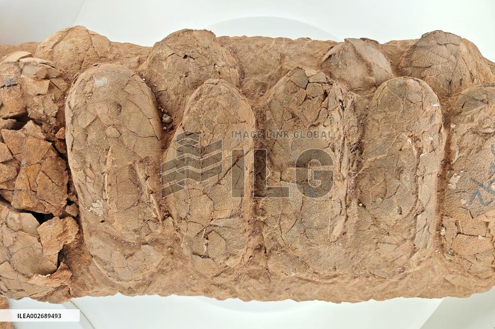 Scientists in China Discovered The Earliest Dinosaur Eggs