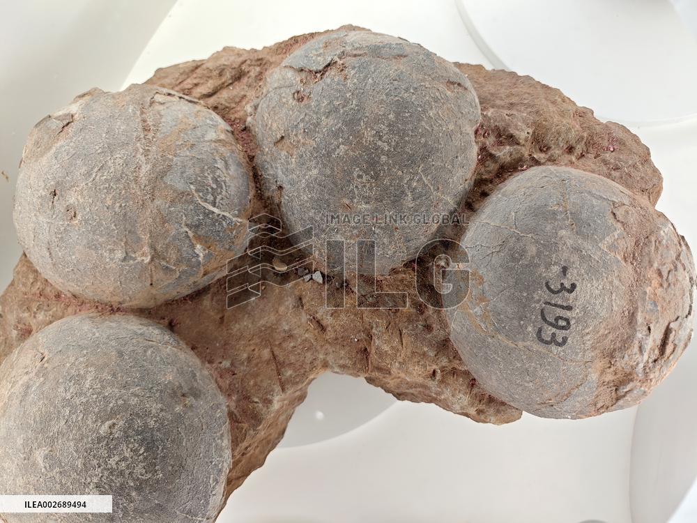 Scientists in China Discovered The Earliest Dinosaur Eggs