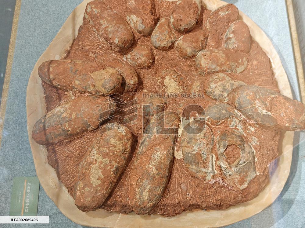 Scientists in China Discovered The Earliest Dinosaur Eggs