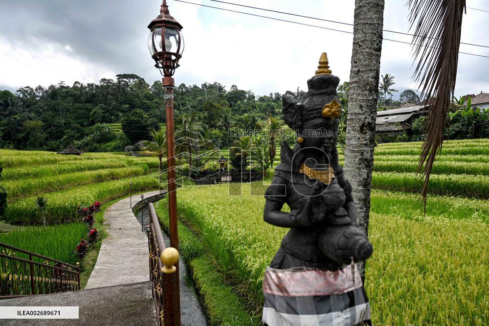 INDONESIA-BALI-JATILUWIH RICE TERRACES