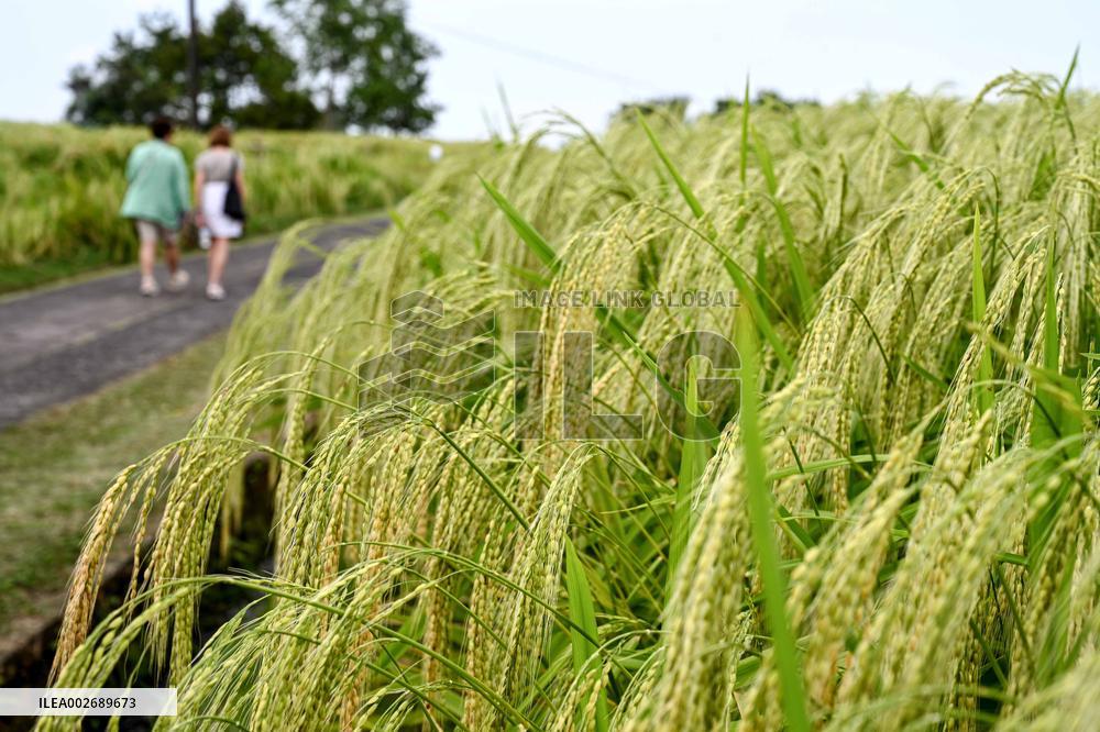 INDONESIA-BALI-JATILUWIH RICE TERRACES