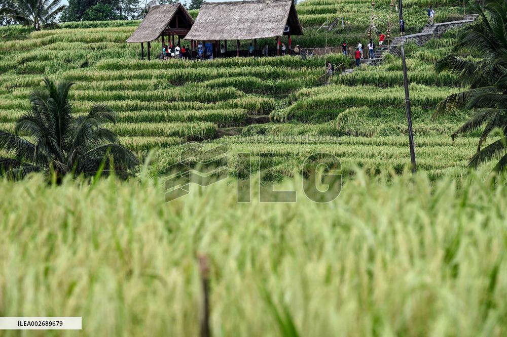 INDONESIA-BALI-JATILUWIH RICE TERRACES