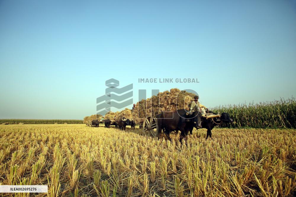 Paddy Harvest - Bangladesh