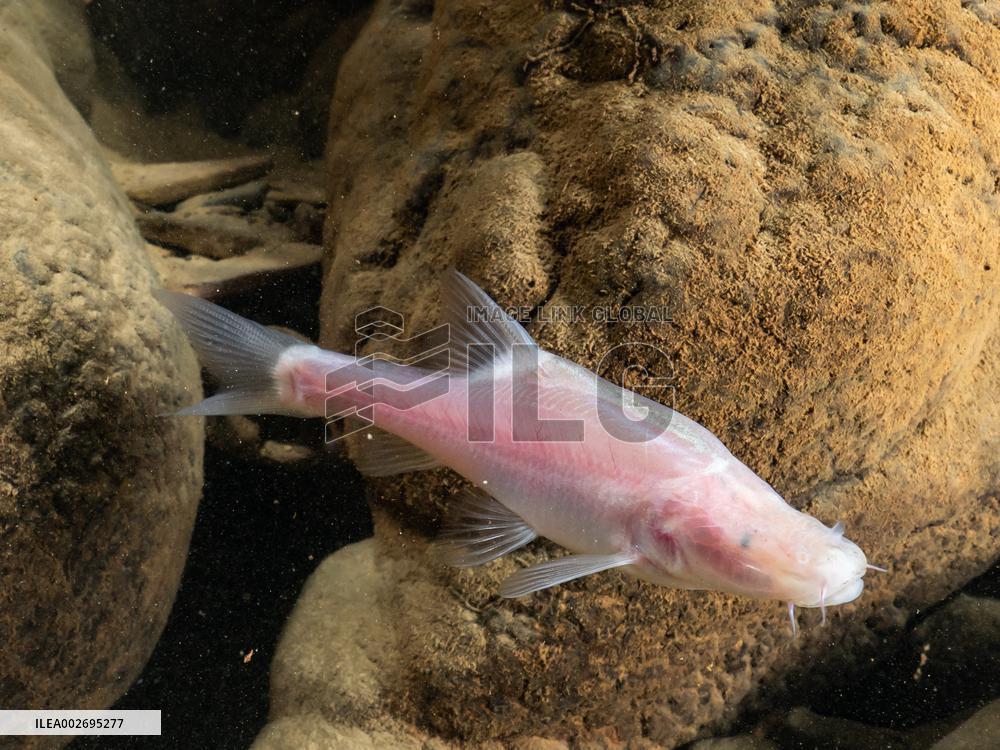 CHINA-GUIZHOU-BLIND FISH (CN)