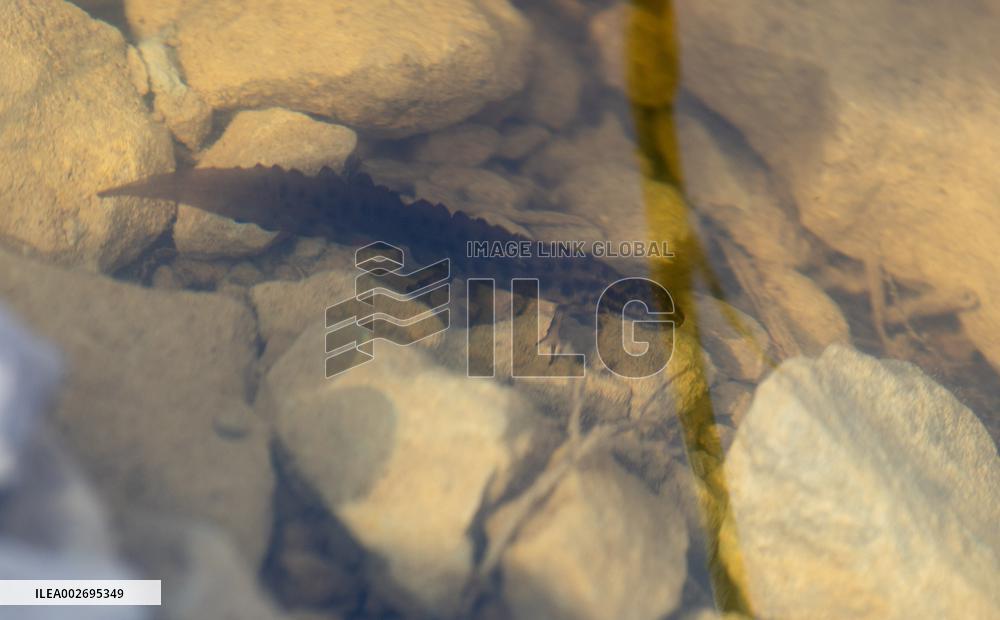 Lissotriton vulgaris