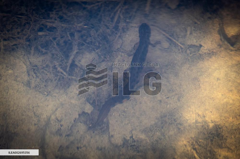 Lissotriton vulgaris