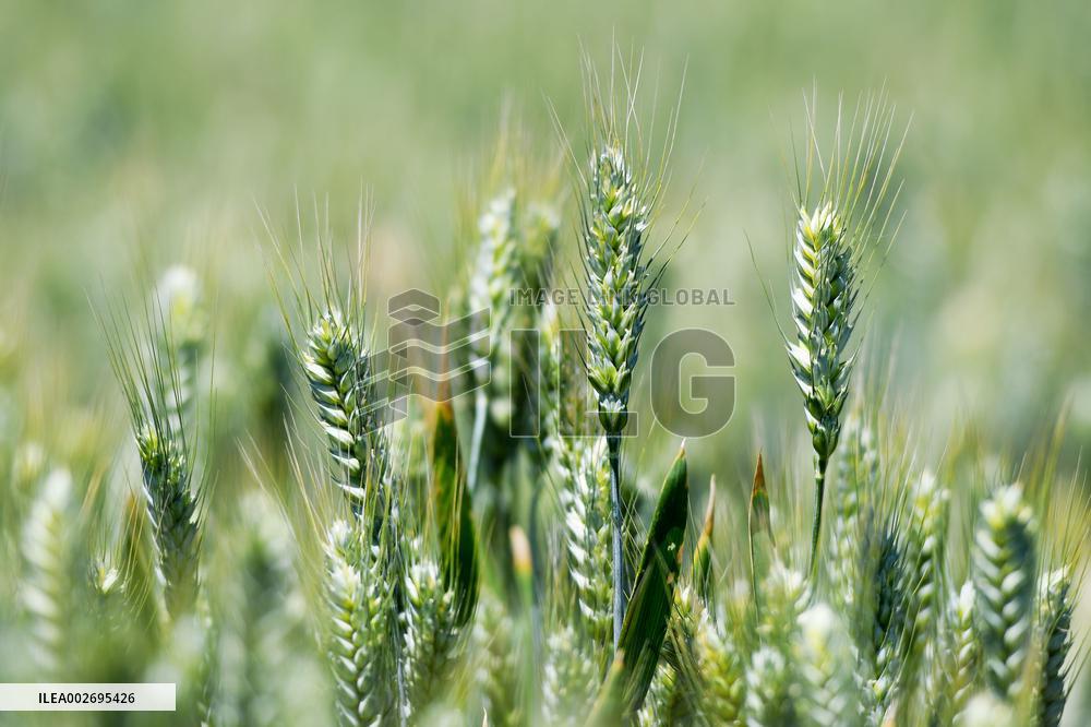 Wheat Grain