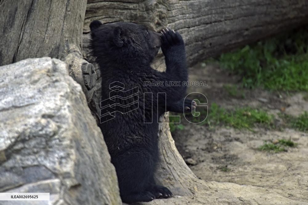 Himalayan bear cubs in Vinnytsia zoo