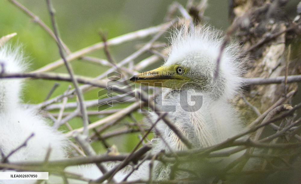 CHINA-BEIJING-MIYUN RESERVOIR-BIRDS (CN)