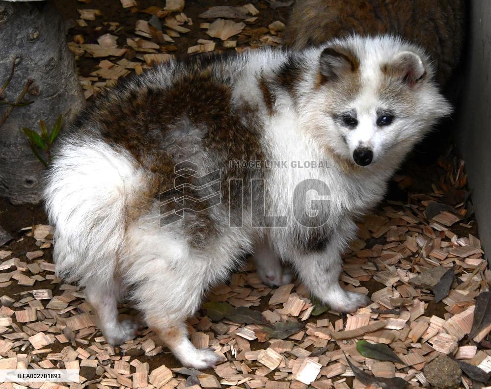 Japanese raccoon dog