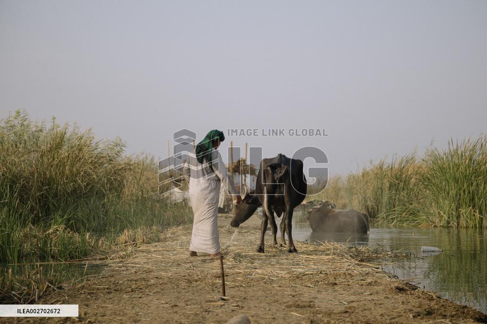 The Marsh Arabs - Iraq