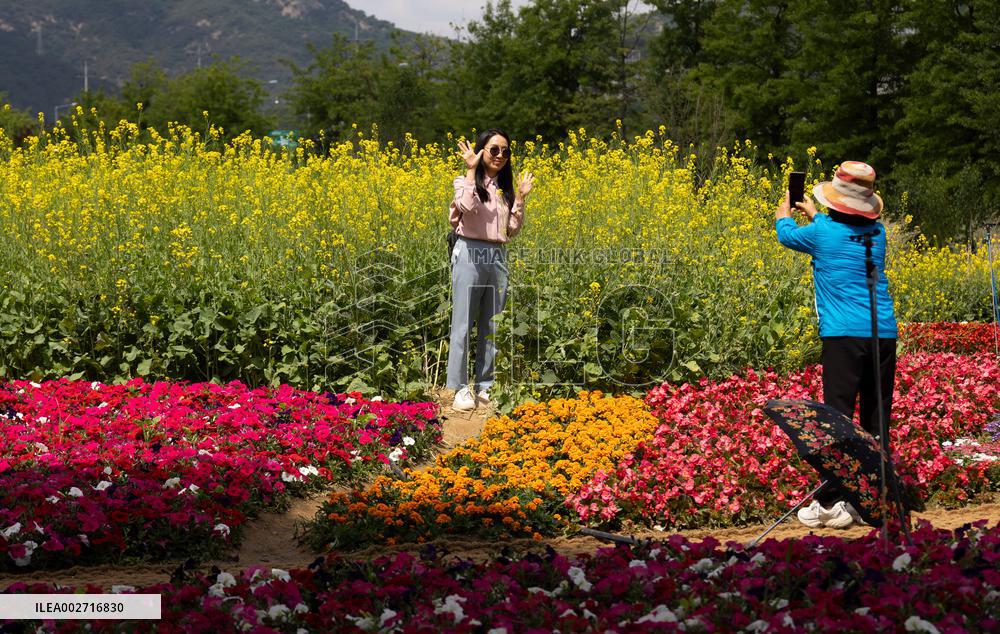 SOUTH KOREA-GYEONGGI-DO-FLOWERS
