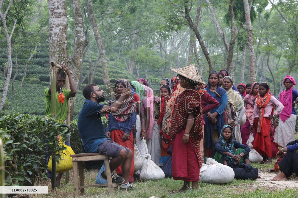 BANGLADESH-MOULVIBAZAR-TEA-HARVEST