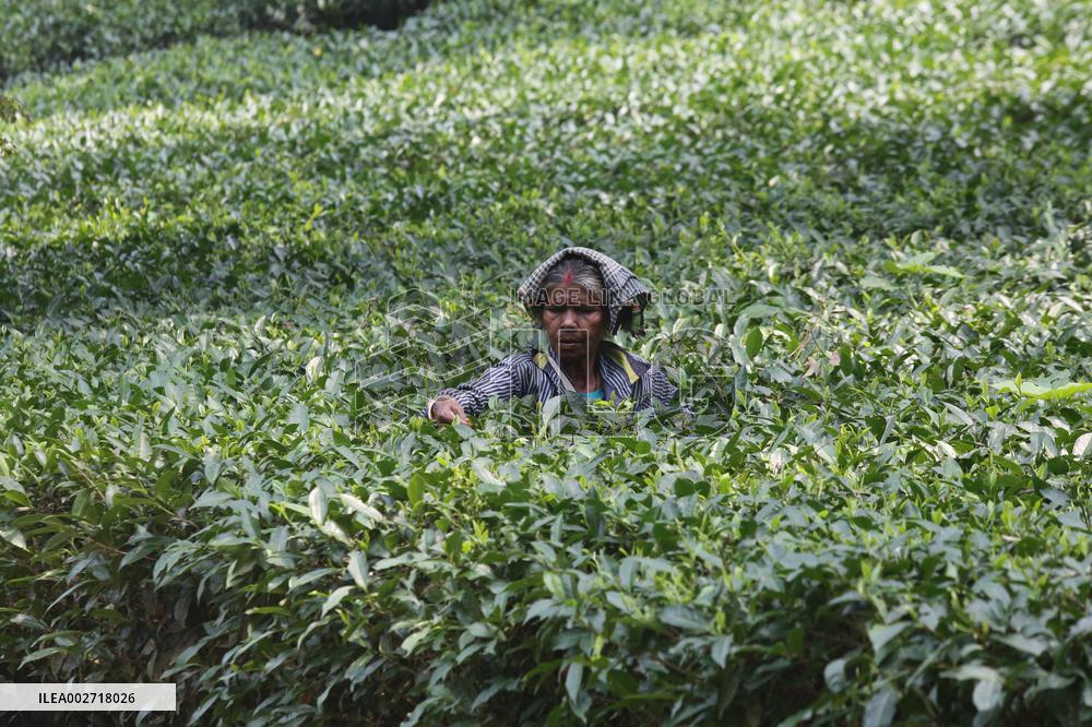 BANGLADESH-MOULVIBAZAR-TEA-HARVEST