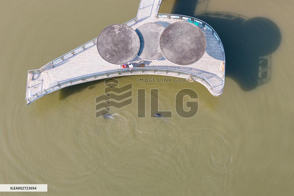 AmazingAnhui | Breeder of Yangtze finless porpoise in E China