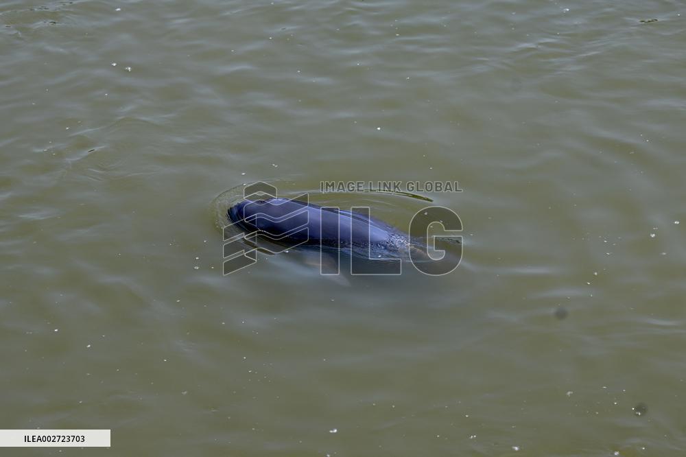AmazingAnhui | Breeder of Yangtze finless porpoise in E China