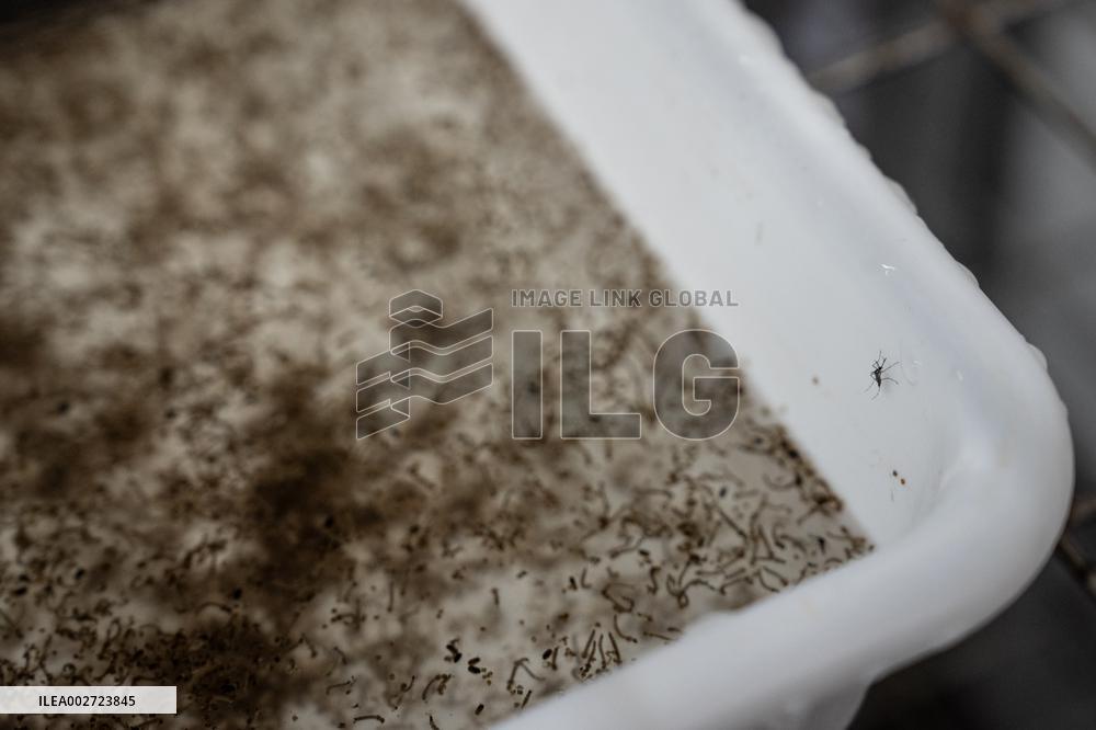 BRAZIL-RIO DE JANEIRO-FIOCRUZ-AEDES AEGYPTI MOSQUITOES-WOLBACHIA