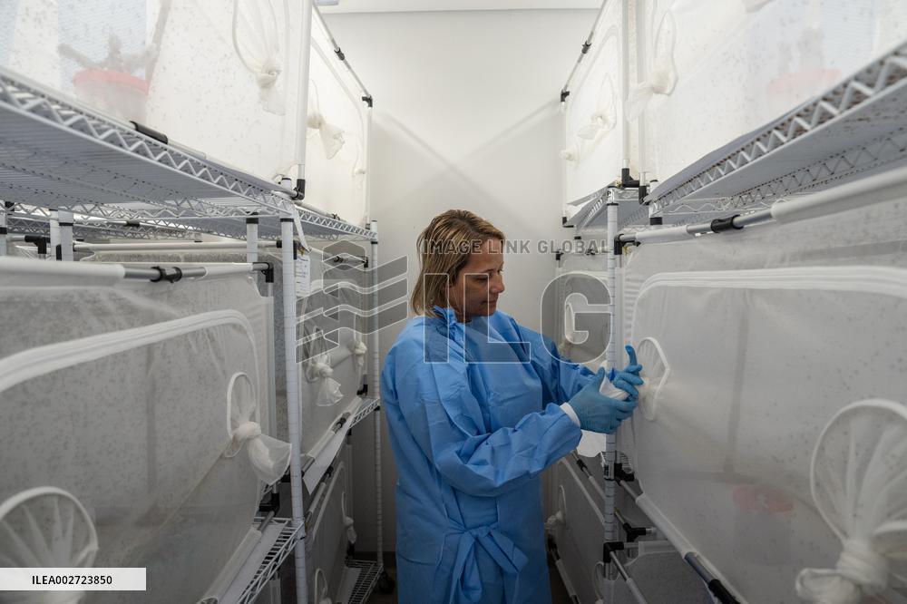 BRAZIL-RIO DE JANEIRO-FIOCRUZ-AEDES AEGYPTI MOSQUITOES-WOLBACHIA