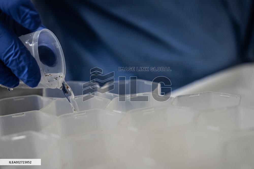 BRAZIL-RIO DE JANEIRO-FIOCRUZ-AEDES AEGYPTI MOSQUITOES-WOLBACHIA